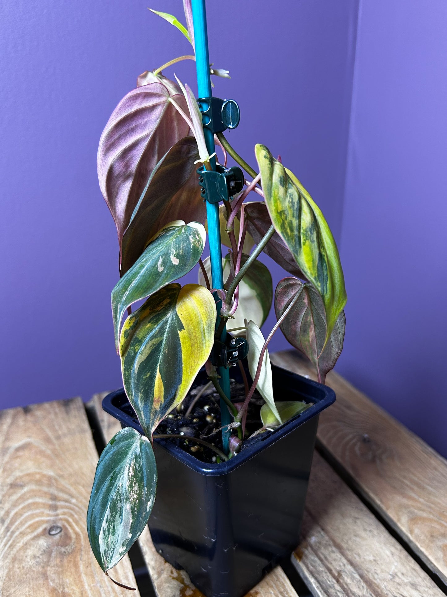 Philodendron Micans variegata