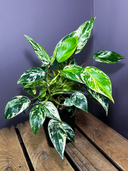 Philodendron Emerald Ice