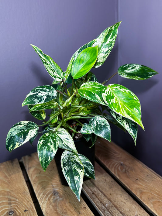 Philodendron Emerald Ice