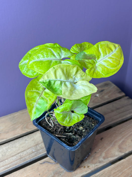 Syngonium Lime Soda - L