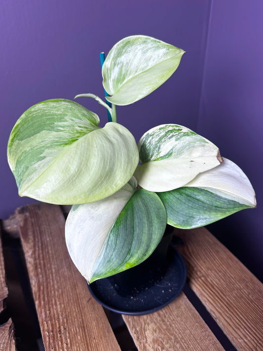 Scindapsus Rubicon 1
