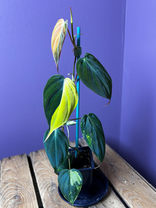 Philodendron Micans variegata