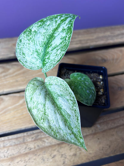 Scindapsus Hologram 2