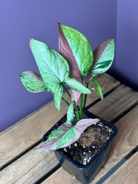 Syngonium Red Spot Tricolor mutation - L