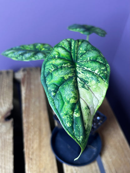 Alocasia Dragonscale variegata