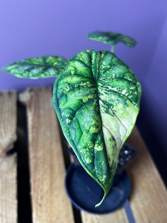 Alocasia Dragonscale variegata
