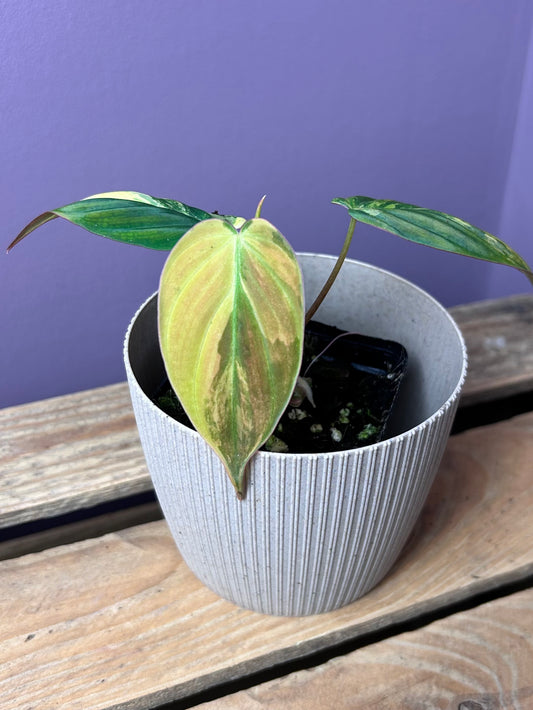 Philodendron Micans aurea variegata - S