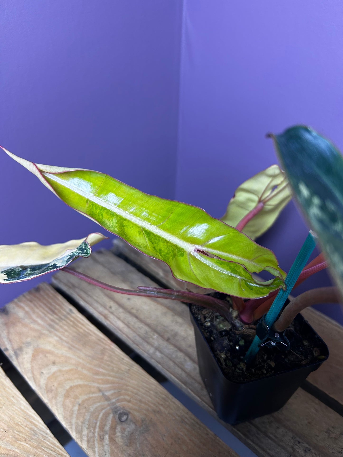 Philodendron Billietiae variegata