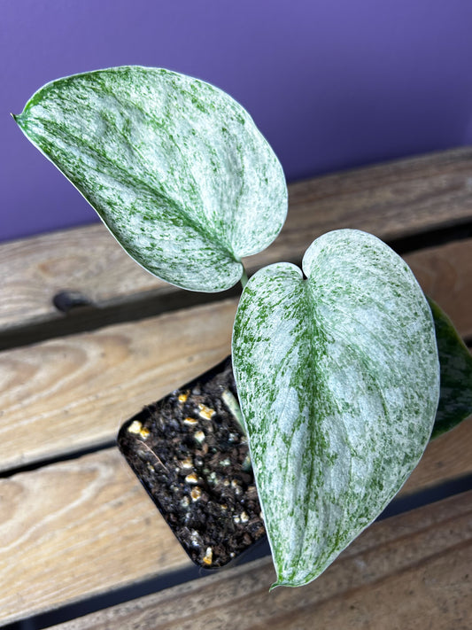 Scindapsus Hologram 3
