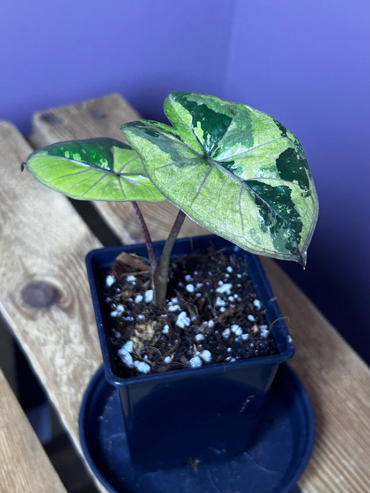 Alocasia Yucatan Princess variegata - S