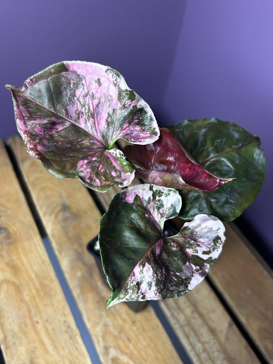 Syngonium Strawberry Ice Galaxy 2
