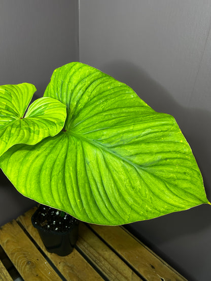 Philodendron Plowmanii variegata
