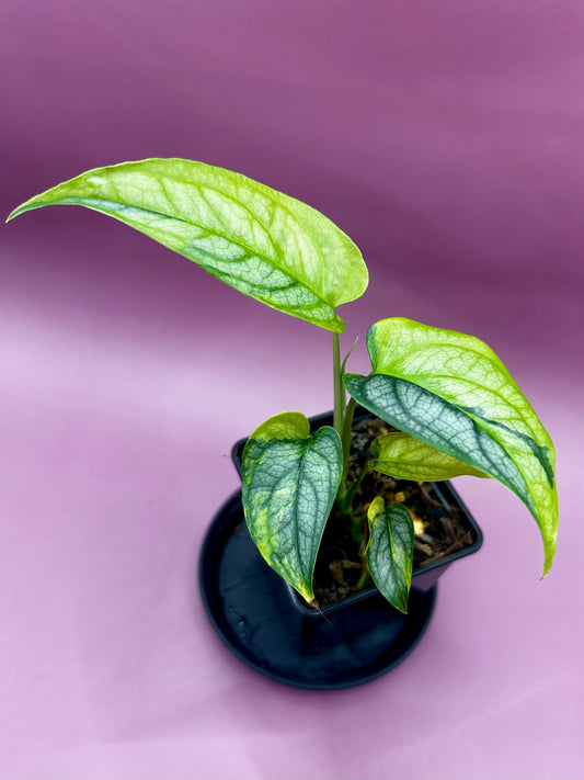 Monstera Siltepecana variegata (aurea) 1