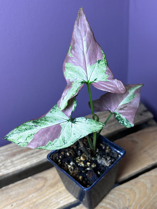 Syngonium Red Spot Tricolor mutation 2