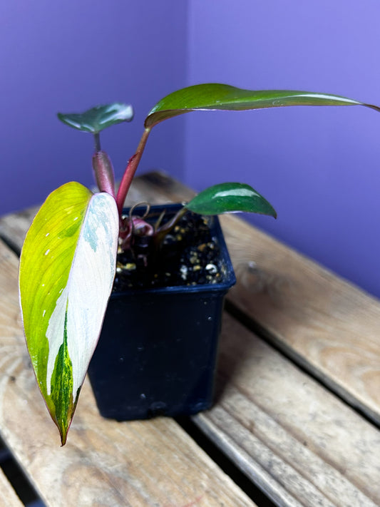 Philodendron Princess of Fire variegata 3