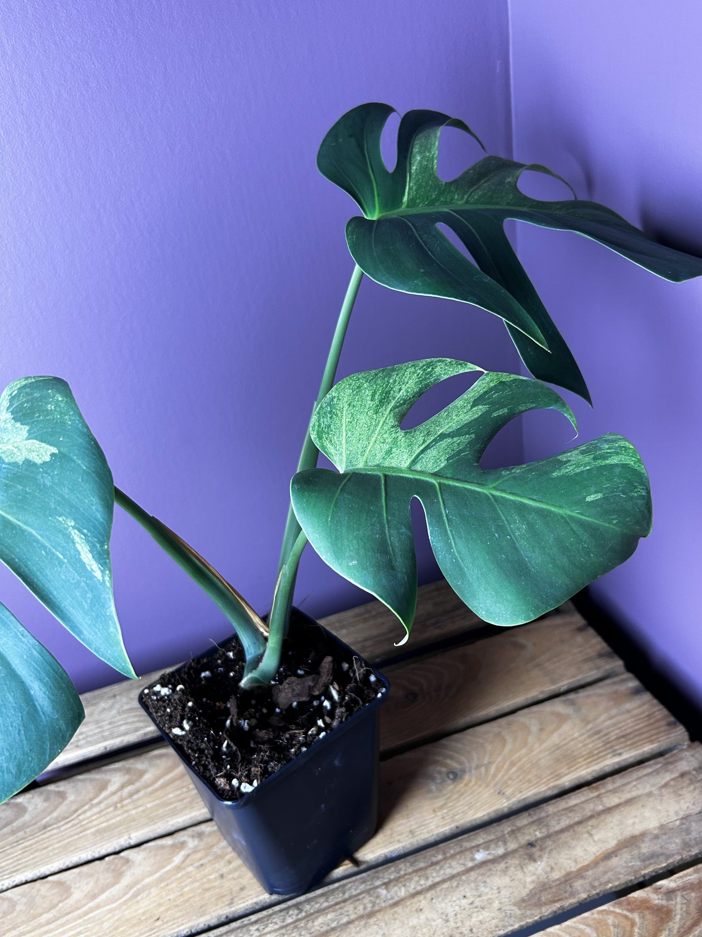 Monstera Jungle Mint