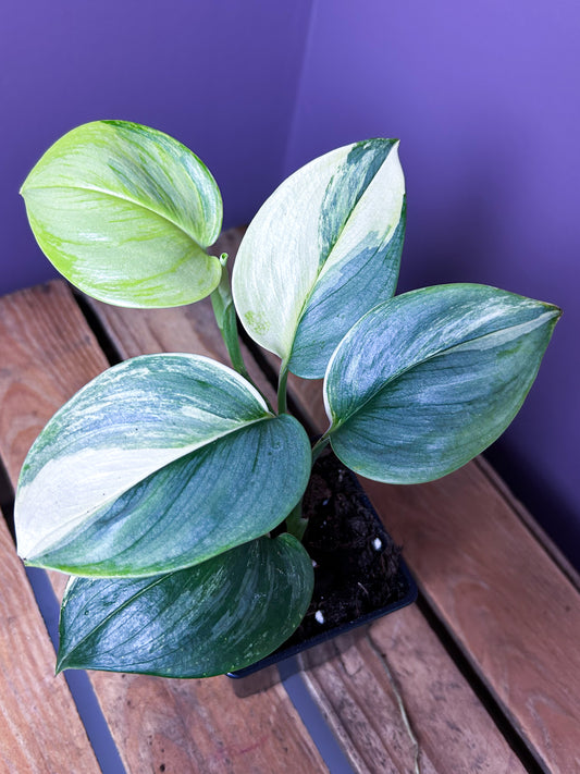 Scindapsus Rubicon