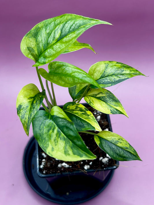 Monstera Siltepecana variegata (aurea) 3
