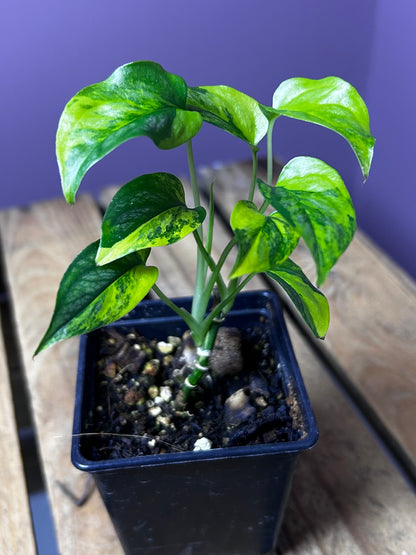Monstera Siltepecana variegata (aurea)