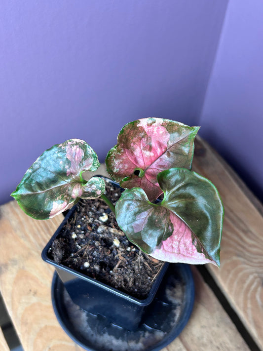 Syngonium Strawberry Ice Galaxy - M