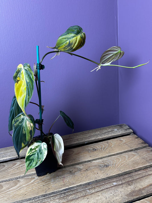 Philodendron Micans variegata 3