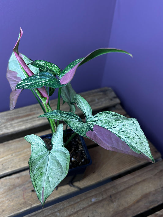 Syngonium Red Spot Tricolor mutation 3