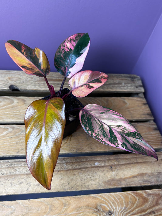 Philodendron Princess of Fire variegata 2