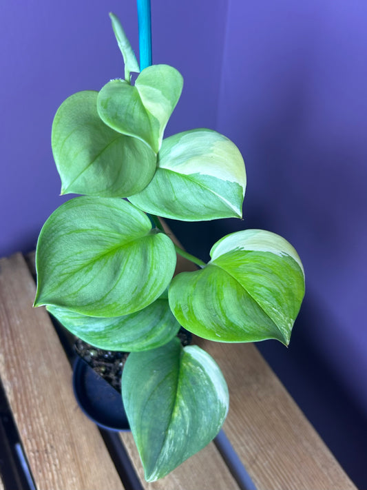 Scindapsus Rubicon 2