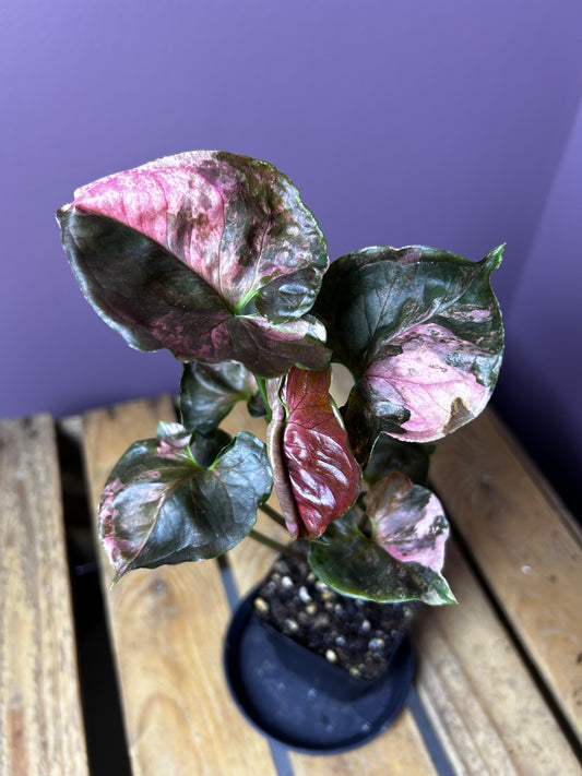 Syngonium Strawberry Ice Galaxy 4