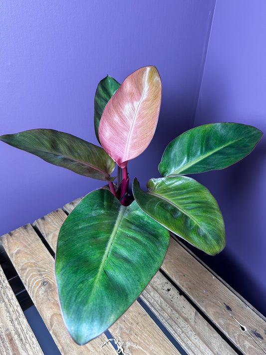 Philodendron Red Congo mint variegata 3 - XL