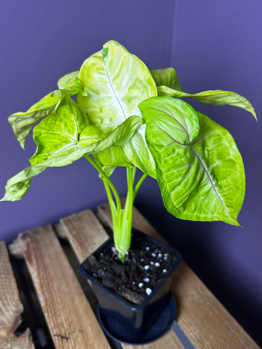 Syngonium Lime Soda