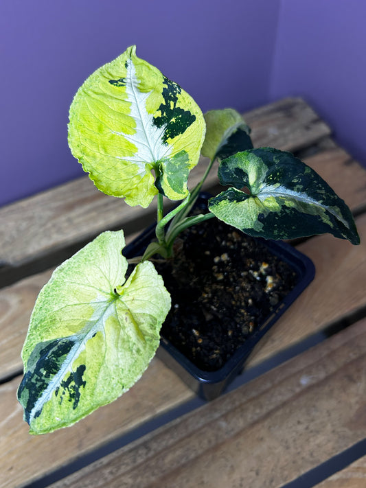 Syngonium Scrambled Eggs 2