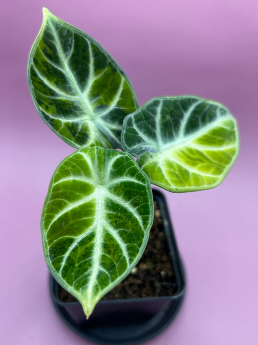 Alocasia Ninja variegata (green/aurea) 1