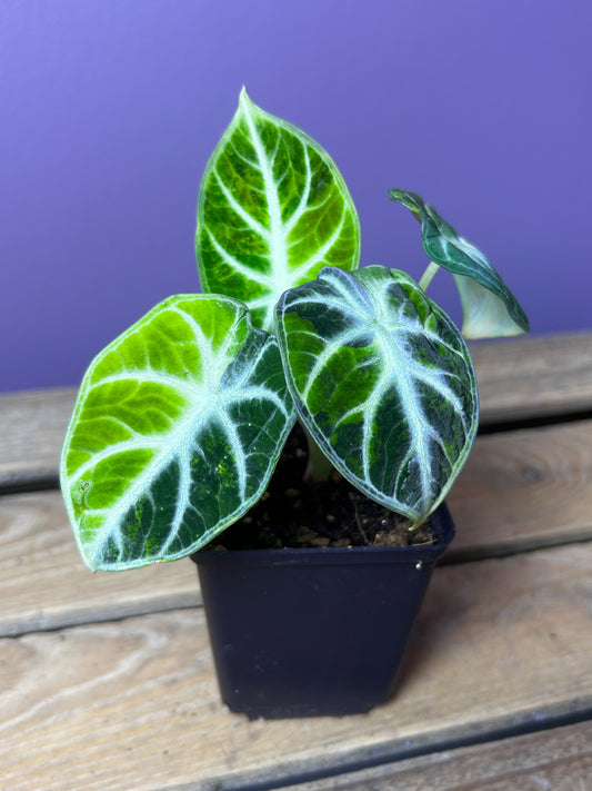 Alocasia Ninja variegata (green/yellow) 1