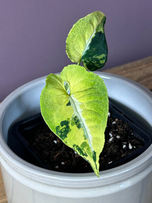Syngonium Scrambled Eggs - S