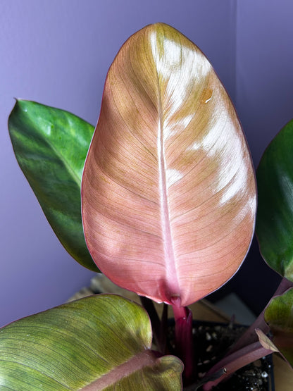 Philodendron Red Congo mint variegata 3 - XL