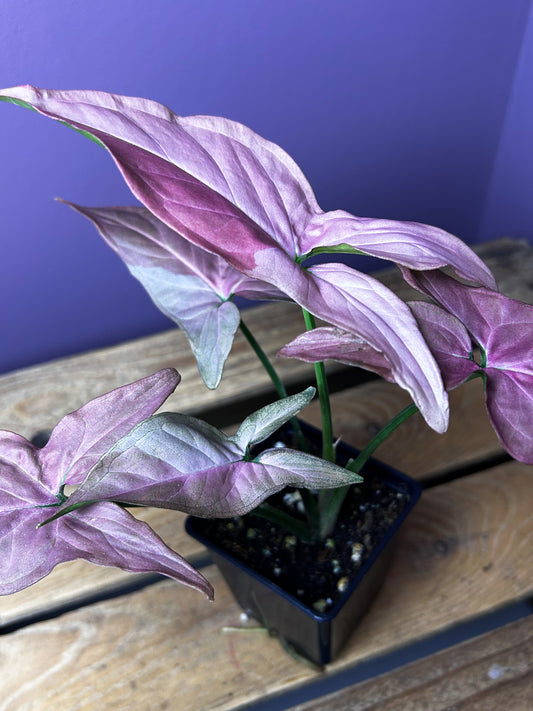 Syngonium Pink On Pink/POP 2