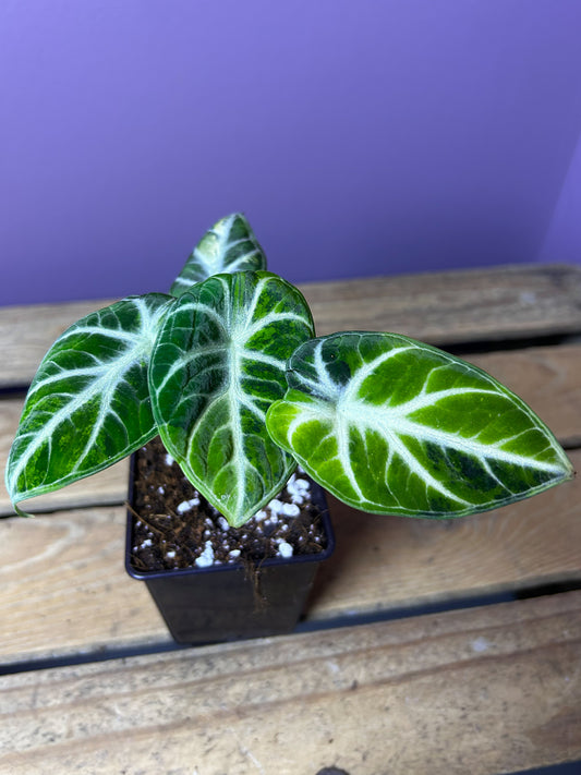 Alocasia Ninja variegata (green/yellow) 2