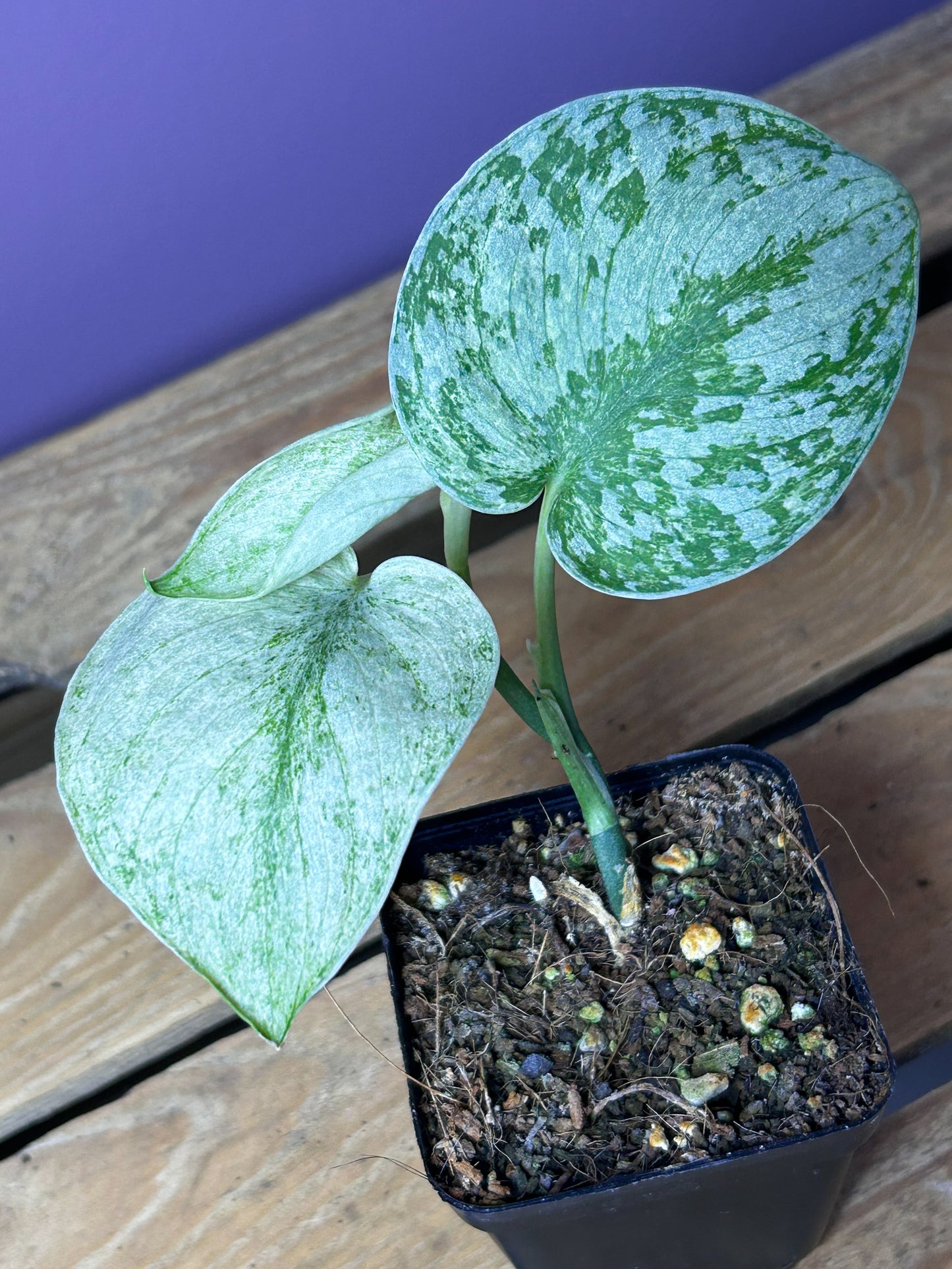 Scindapsus Hologram 1