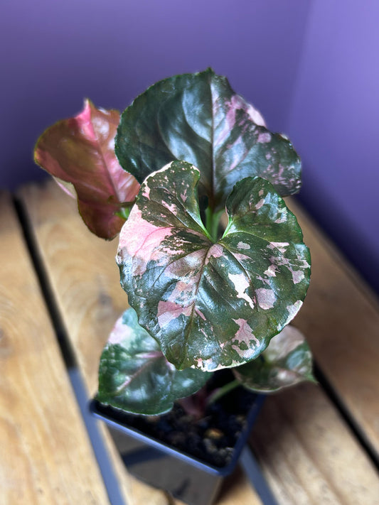 Syngonium Strawberry Ice Galaxy 1