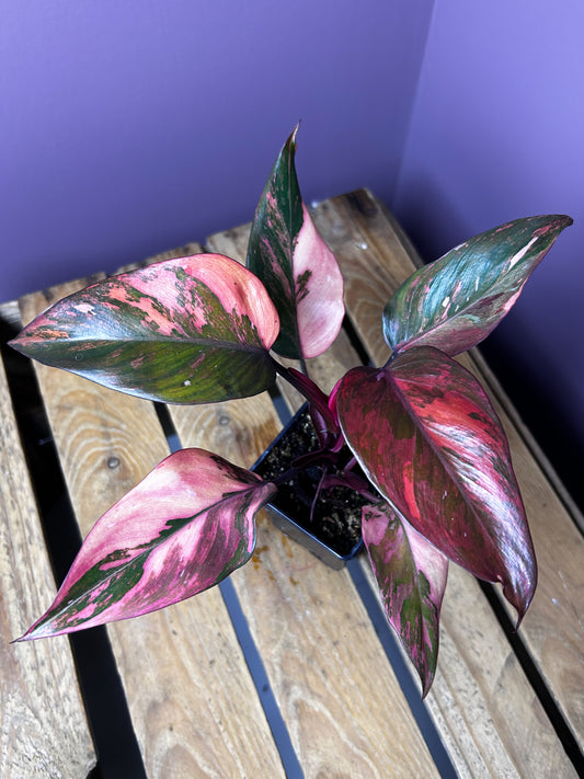 Philodendron Princess of Fire variegata