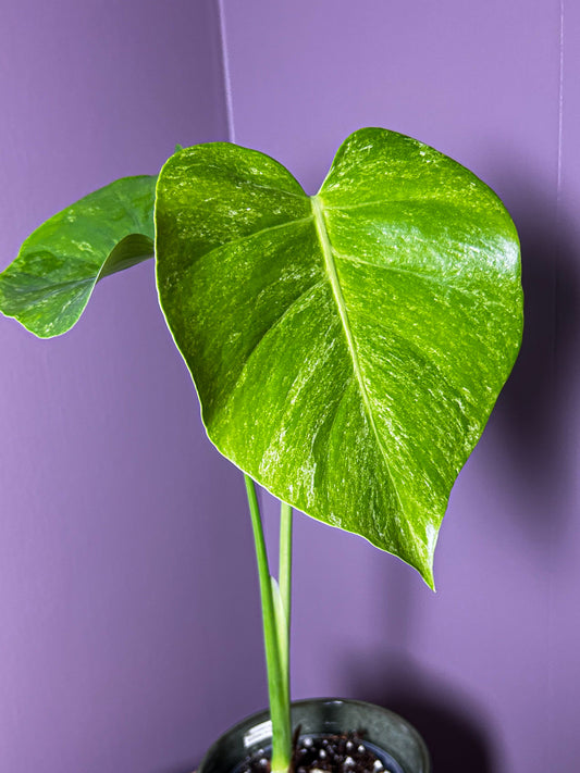 Monstera Deliciosa Silver Sands