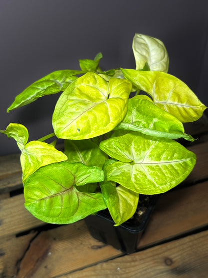 Syngonium Lime Soda 4