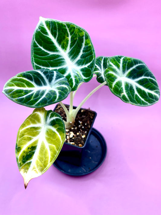 Alocasia Ninja variegata (green/yellow) 2