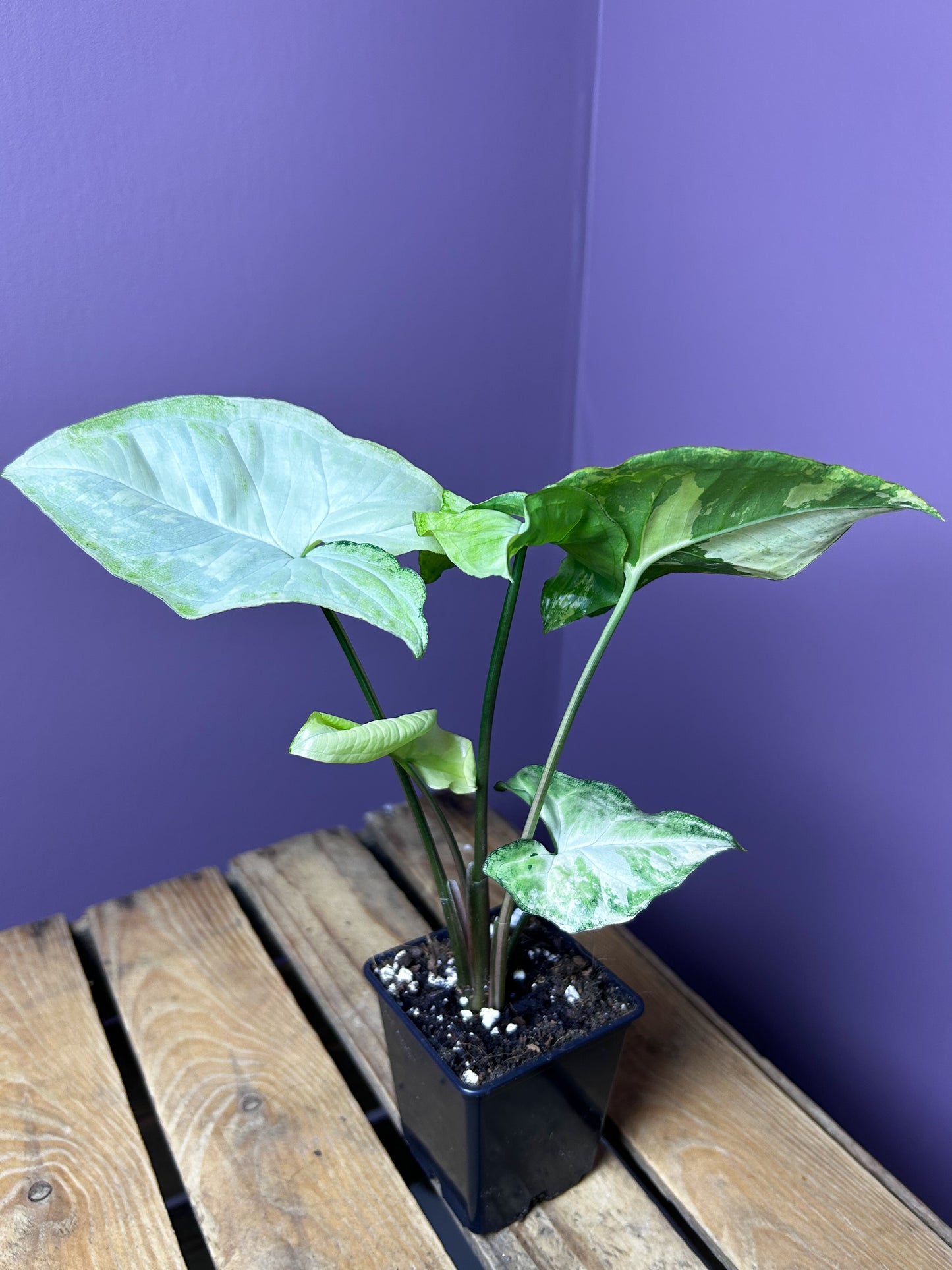 Syngonium White Butterfly variegata