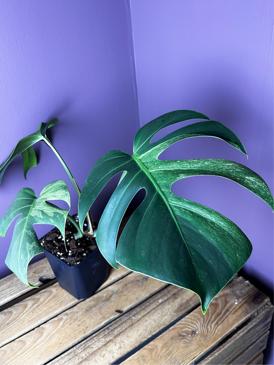 Monstera Jungle Mint