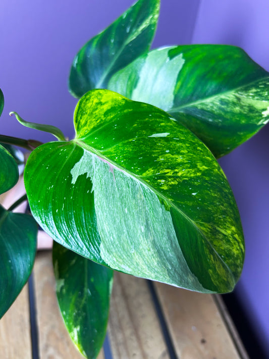 Philodendron White Princess Miracle/Tricolor variegata
