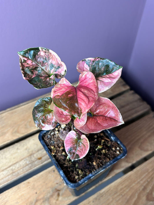 Syngonium Strawberry Ice Galaxy - L