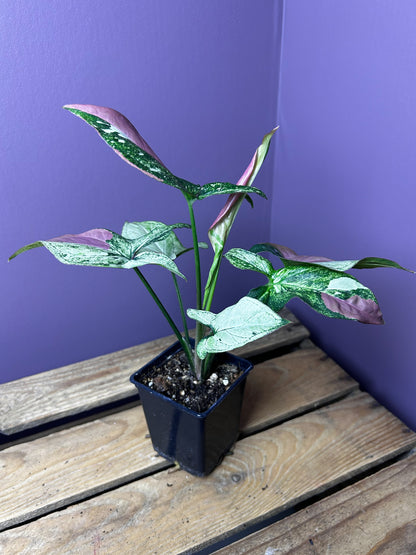 Syngonium Red Spot Tricolor mutation 3