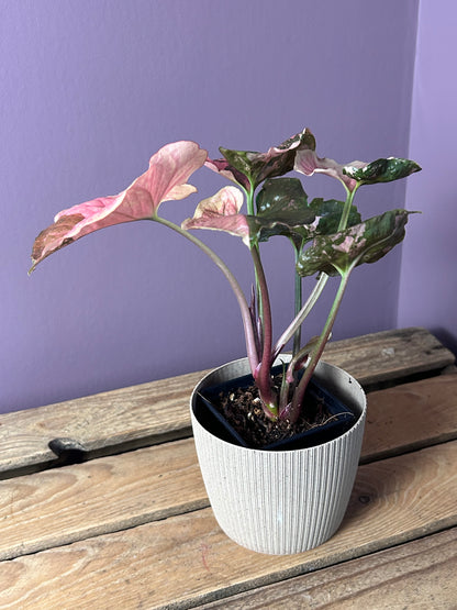 Syngonium Strawberry Ice Galaxy - L